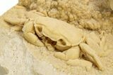 Fossil Crab (Potamon) Preserved in Travertine - Turkey #334791-1